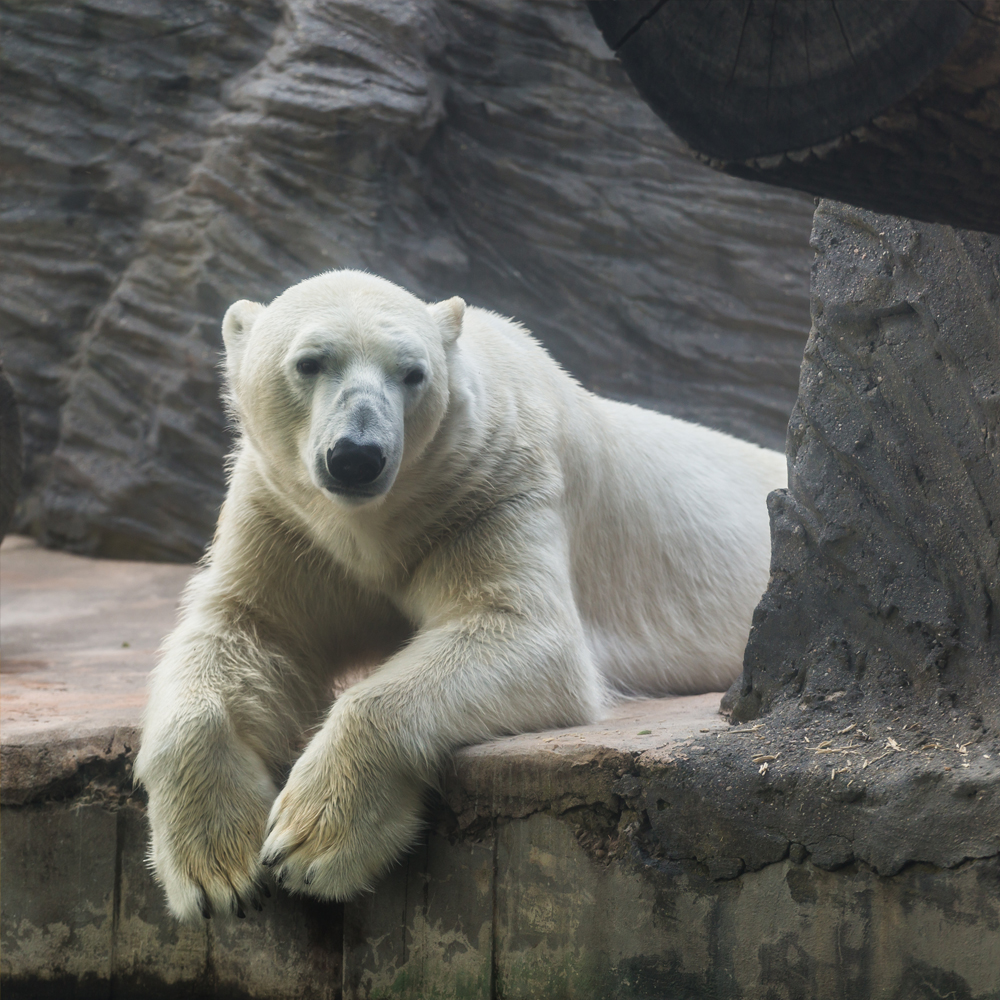 Polar Bear at zoo